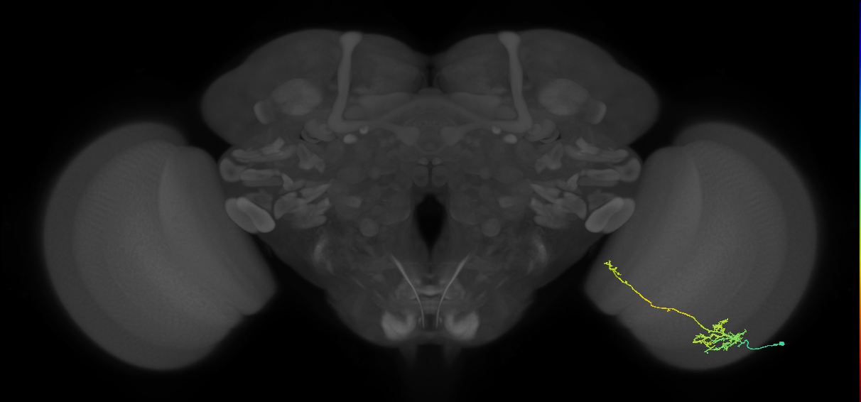 TmY10_R (MaleCNS:53831)