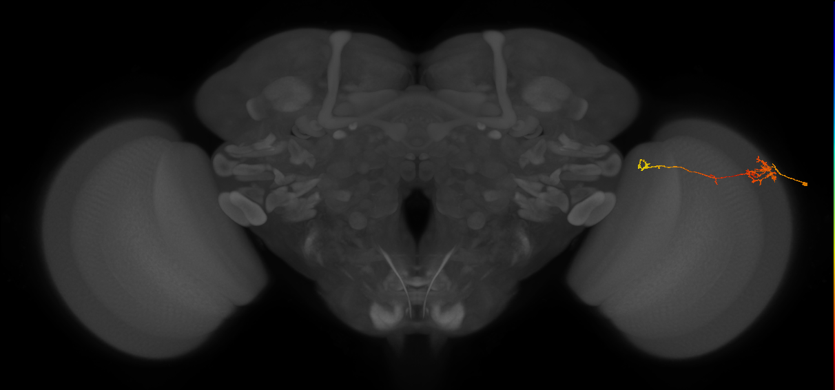 TmY10_R (MaleCNS:94109)