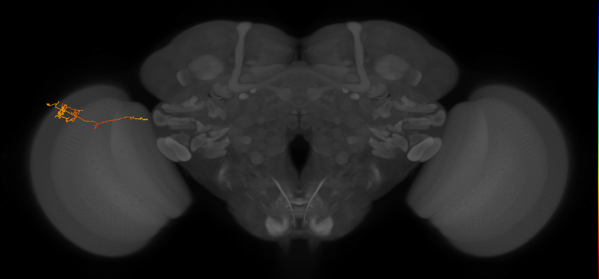 TmY10_L (MaleCNS:164395)
