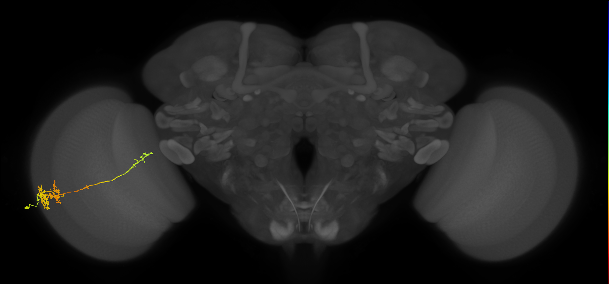 TmY10_L (MaleCNS:514615)