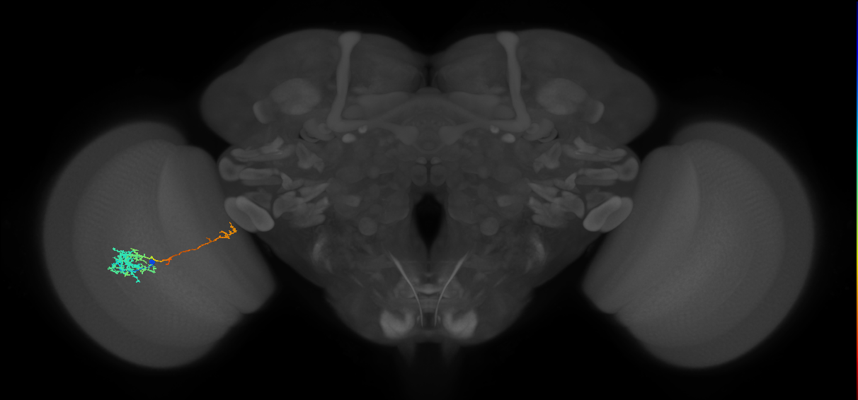 TmY10_L (MaleCNS:49296)