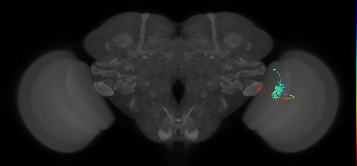 TmY10_R (MaleCNS:67109)