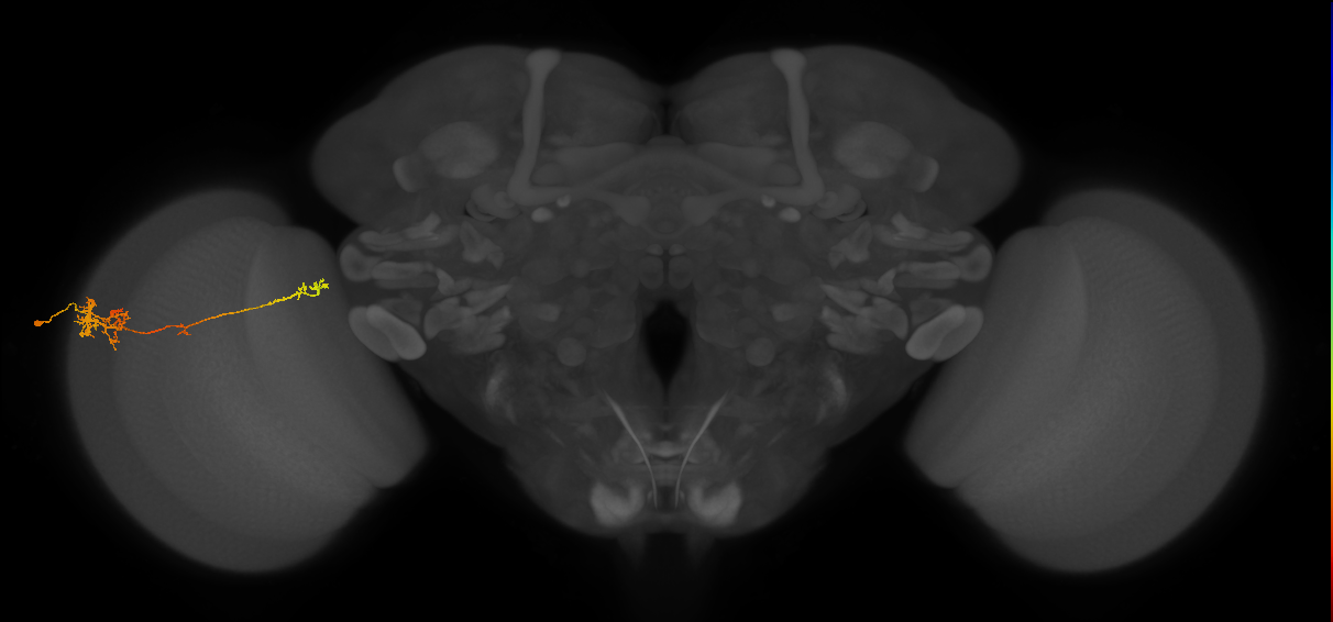 TmY10_L (MaleCNS:70364)