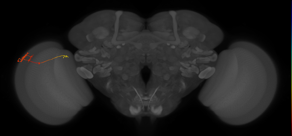 TmY10_L (MaleCNS:117248)