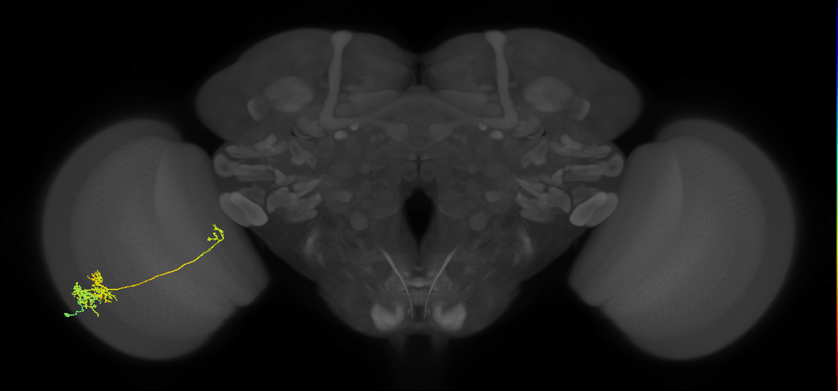 TmY10_L (MaleCNS:39337)