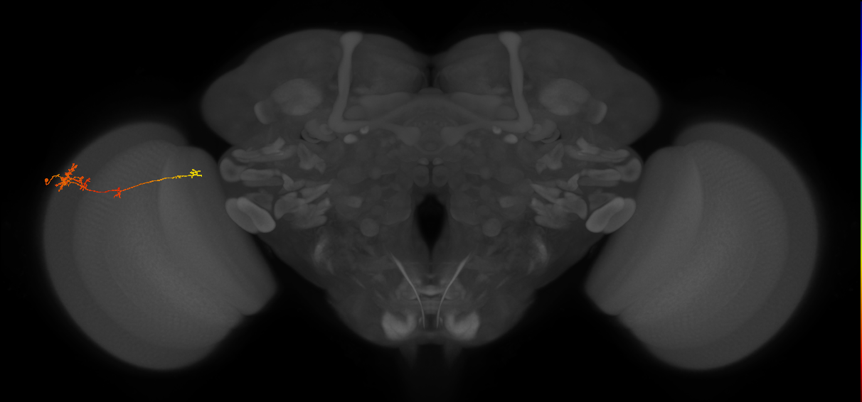 TmY10_L (MaleCNS:103863)