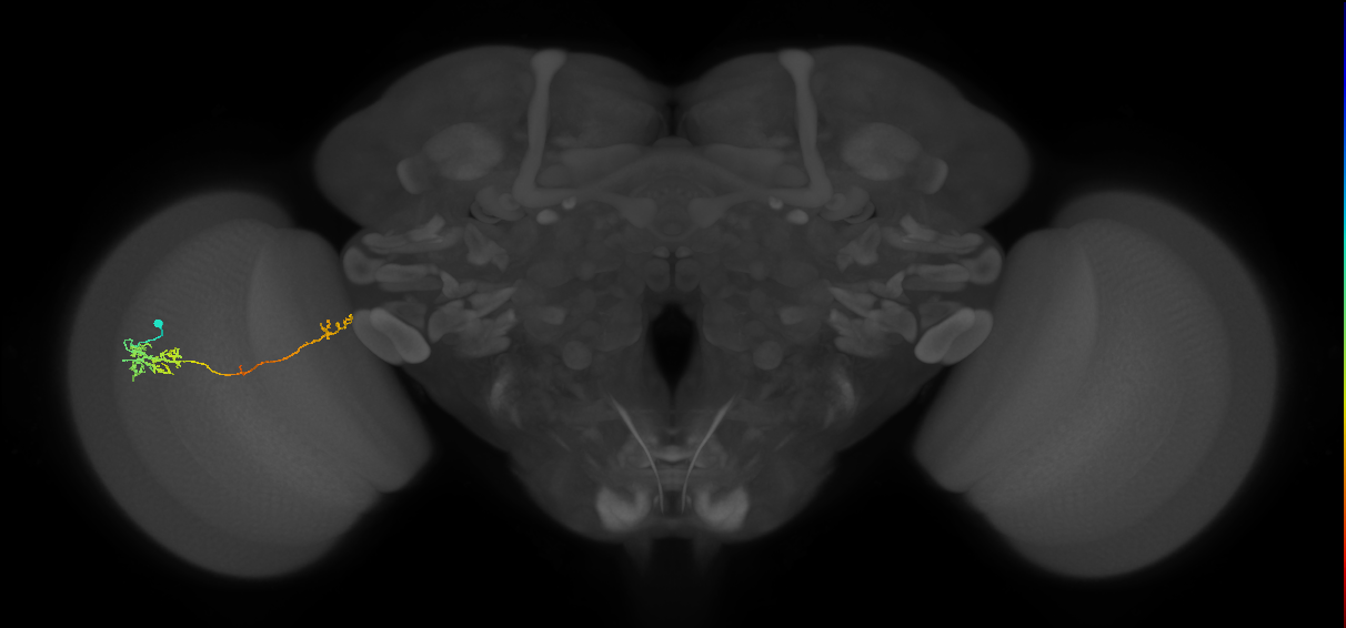 TmY10_L (MaleCNS:525681)
