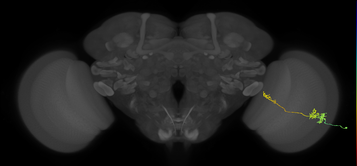 TmY10_R (MaleCNS:44942)