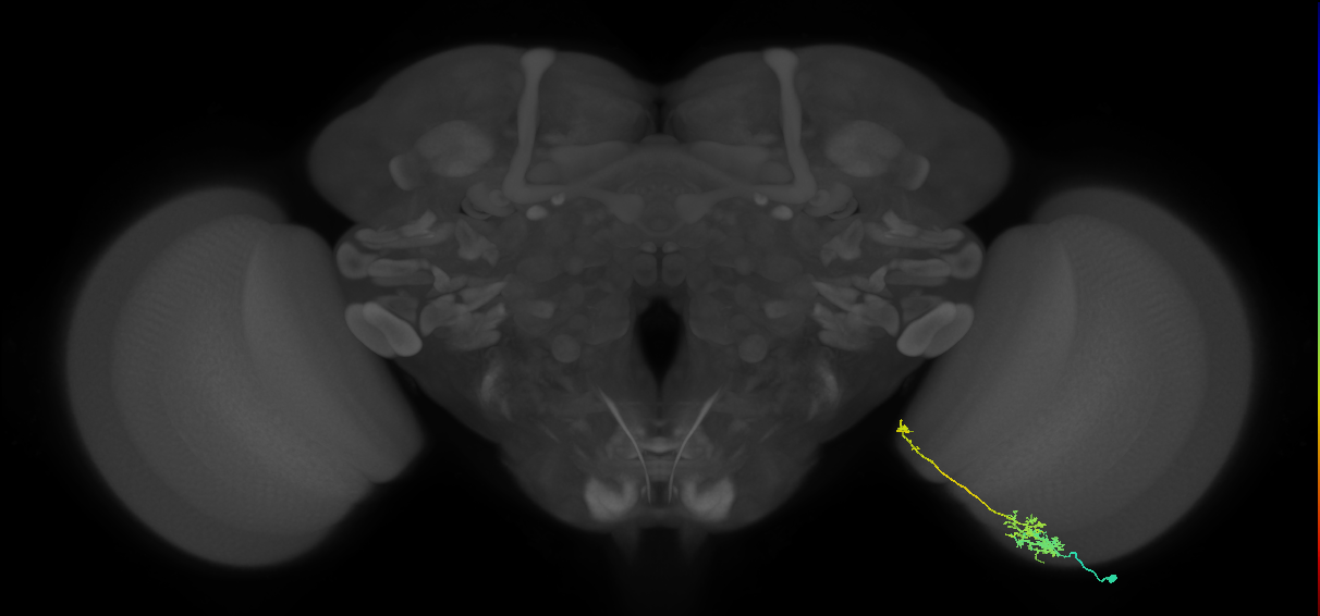 TmY10_R (MaleCNS:67891)