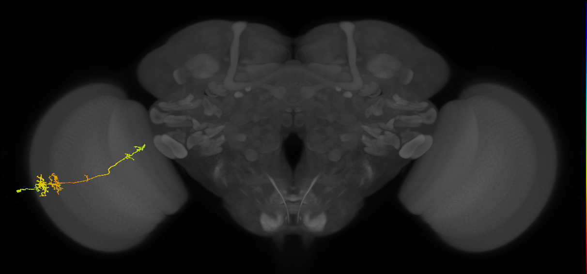 TmY10_L (MaleCNS:30568)