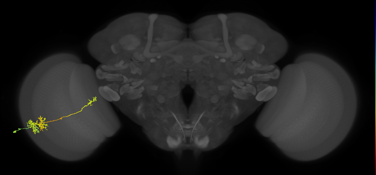 TmY10_L (MaleCNS:556716)