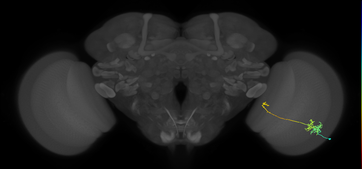 TmY10_R (MaleCNS:55377)