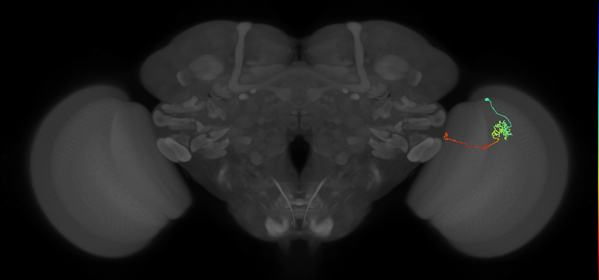 TmY10_R (MaleCNS:102795)