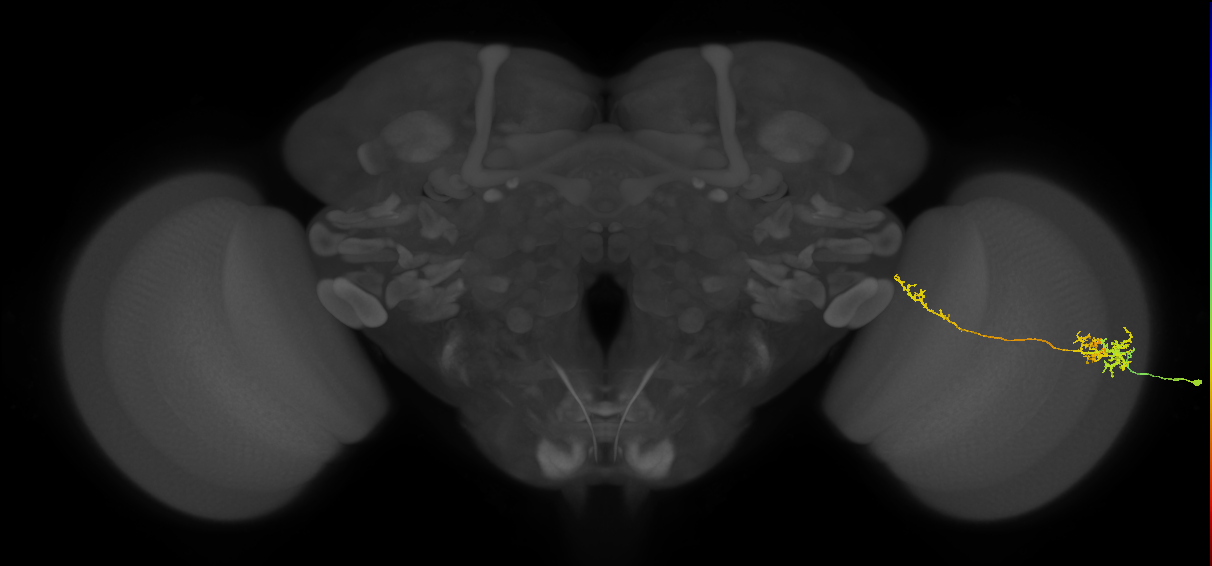 TmY10_R (MaleCNS:66335)