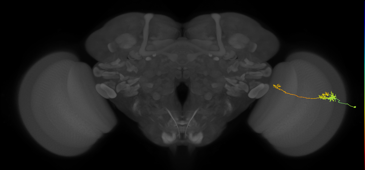 TmY10_R (MaleCNS:70692)