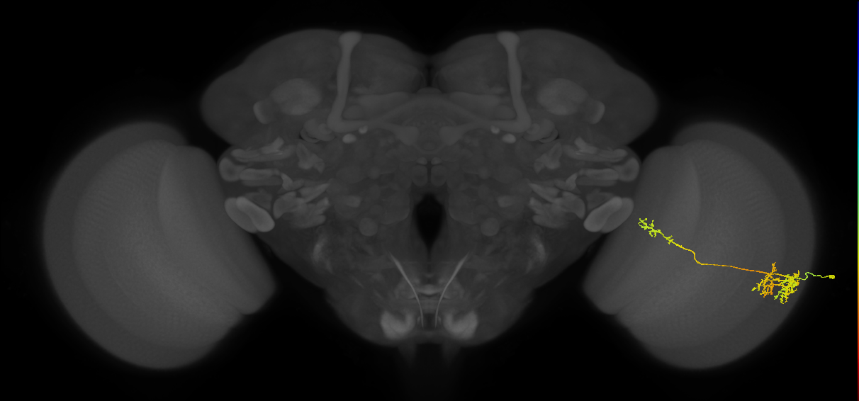 TmY10_R (MaleCNS:53499)