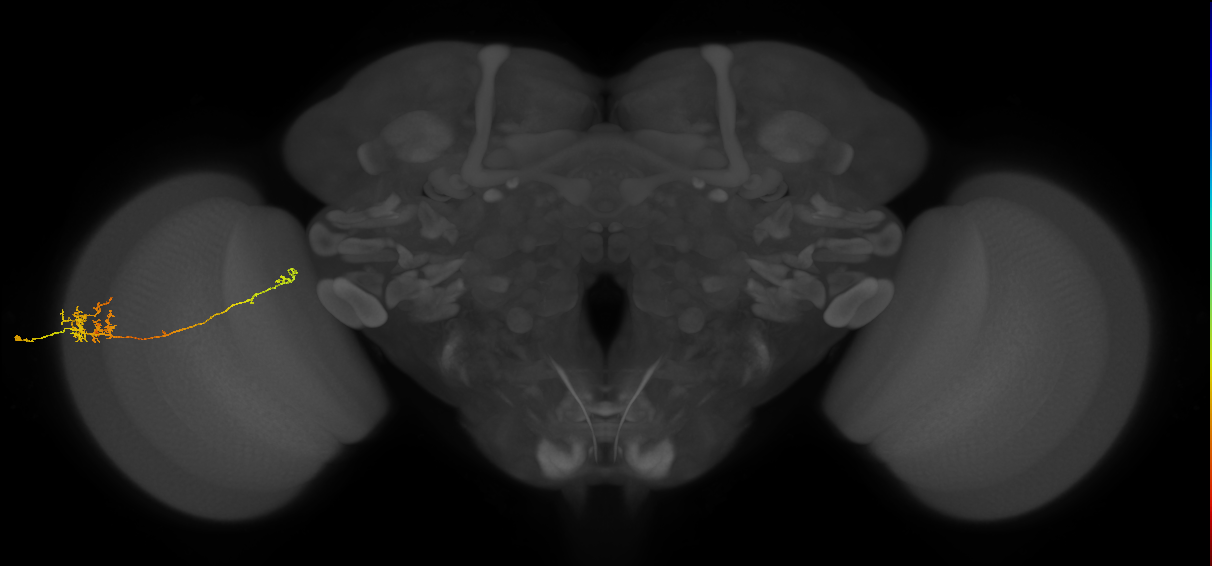 TmY10_L (MaleCNS:70825)