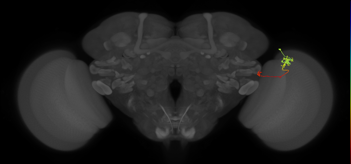 TmY10_R (MaleCNS:118255)