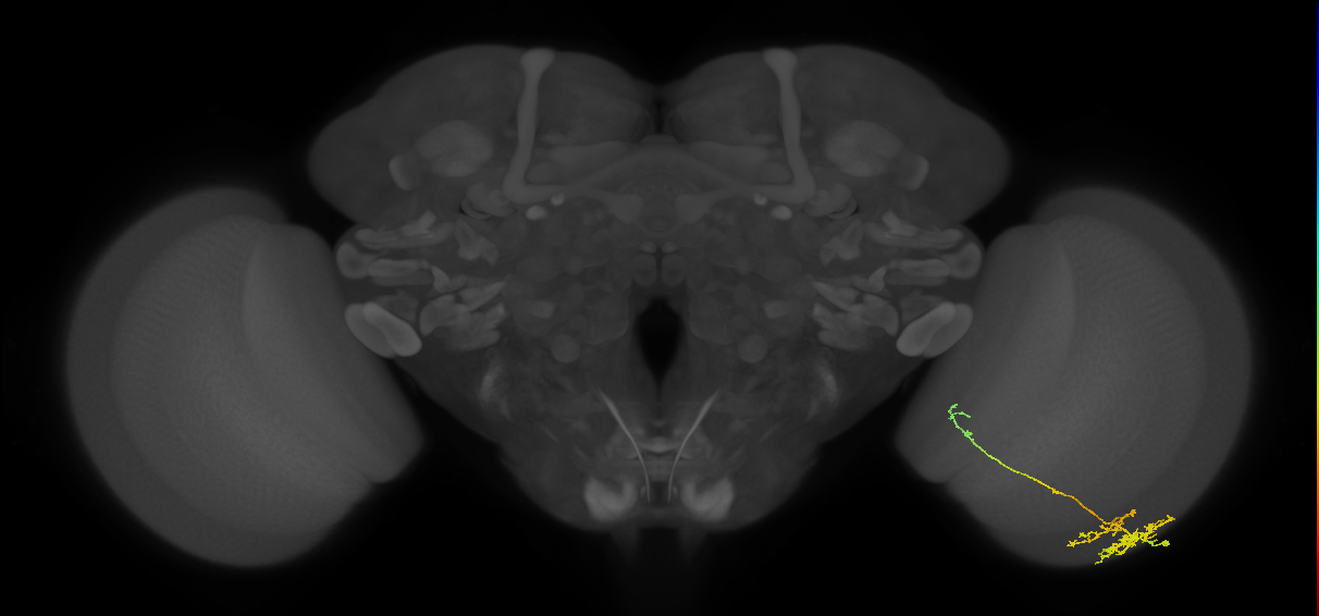 TmY10_R (MaleCNS:58868)