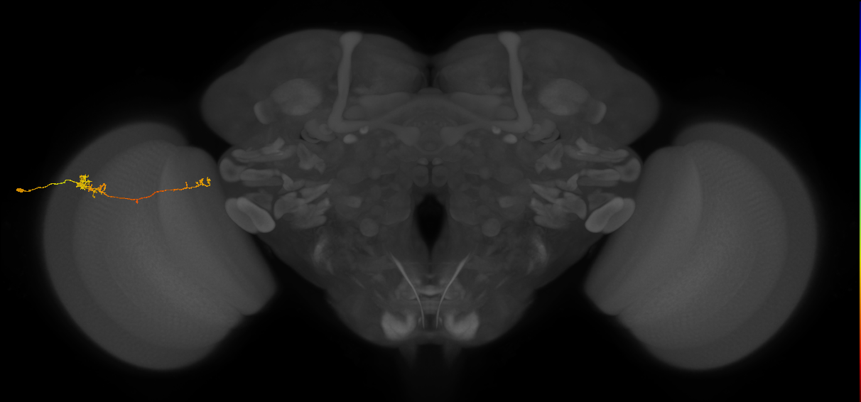 TmY10_L (MaleCNS:169324)