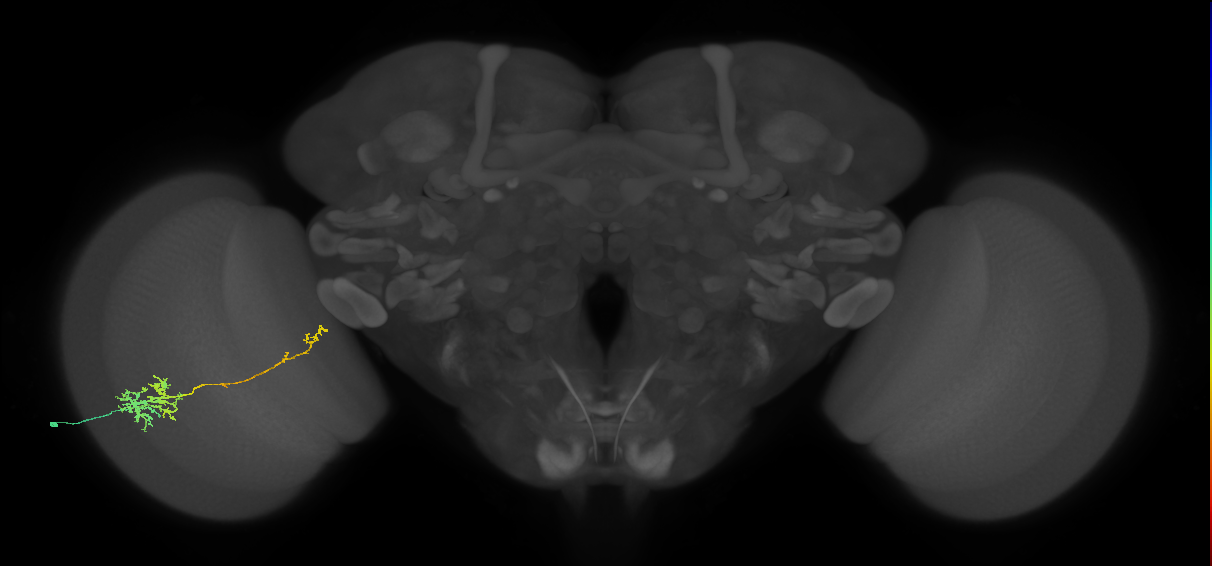 TmY10_L (MaleCNS:48339)