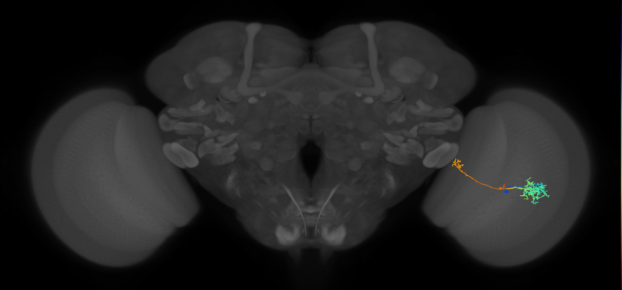TmY10_R (MaleCNS:61194)