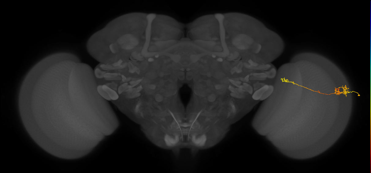 TmY10_R (MaleCNS:74602)