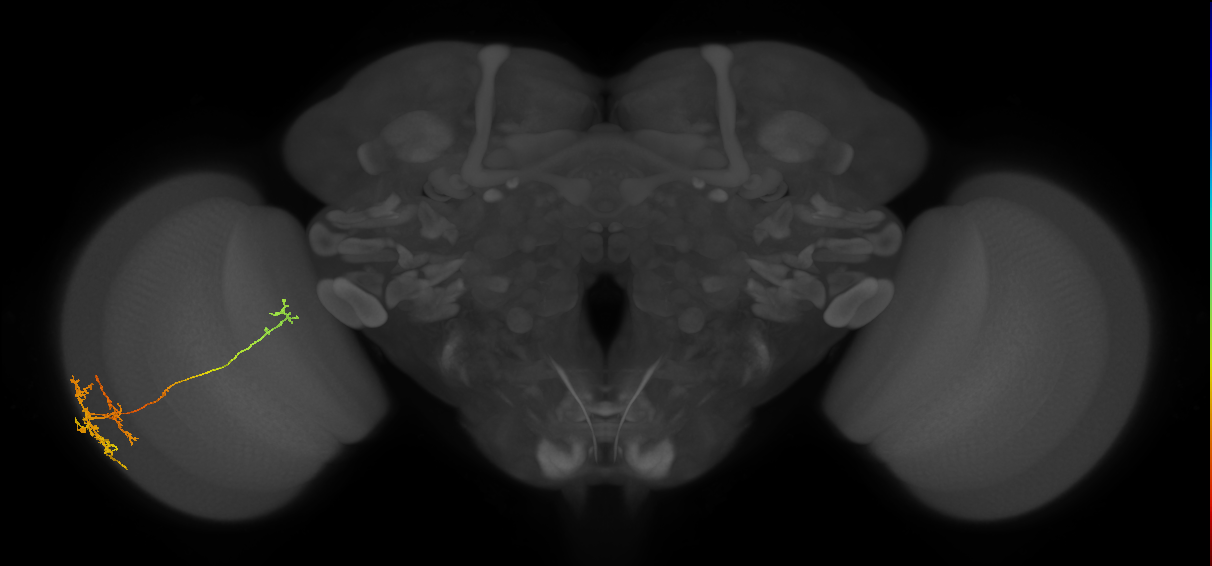 TmY10_L (MaleCNS:542851)