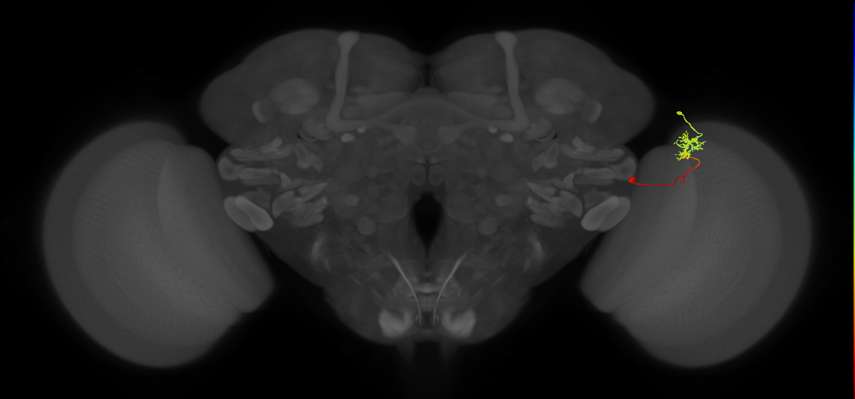 TmY10_R (MaleCNS:116525)