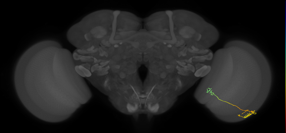TmY10_R (MaleCNS:67410)