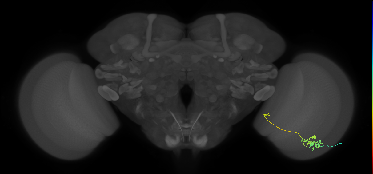 TmY10_R (MaleCNS:55694)