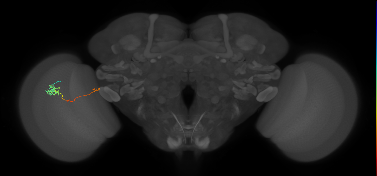 TmY10_L (MaleCNS:105926)