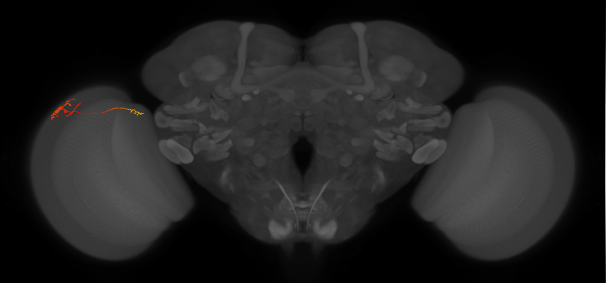 TmY10_L (MaleCNS:91895)