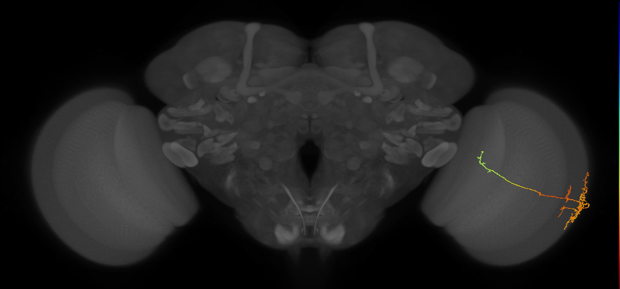 TmY10_R (MaleCNS:66787)