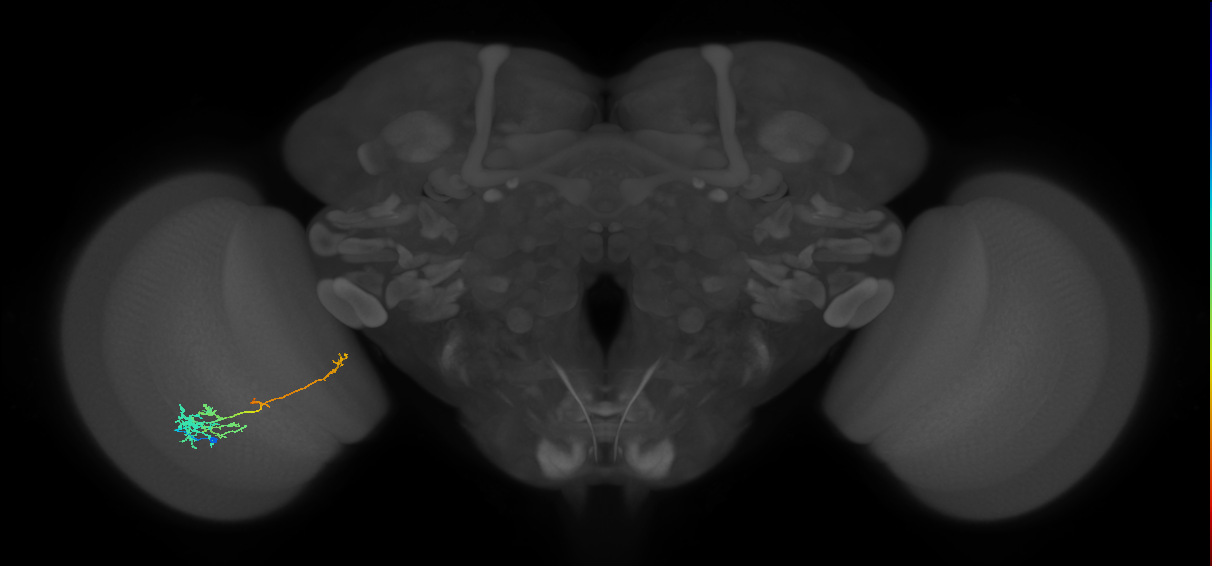 TmY10_L (MaleCNS:55687)