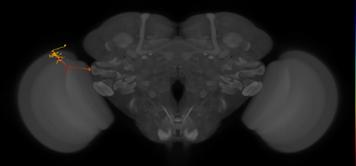 TmY10_L (MaleCNS:147028)
