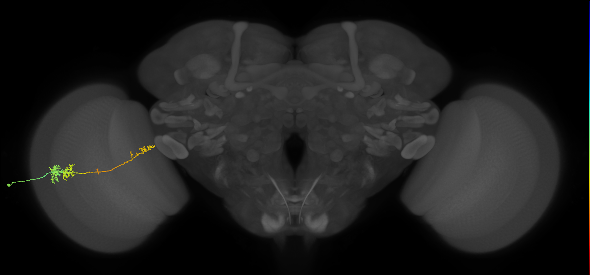 TmY10_L (MaleCNS:44866)