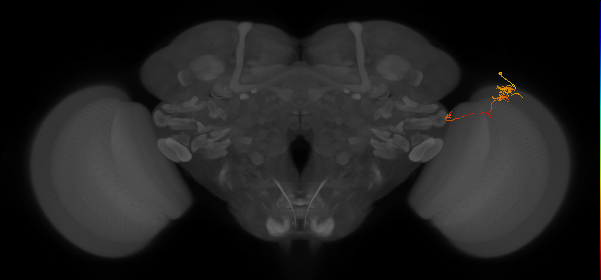 TmY10_R (MaleCNS:94098)