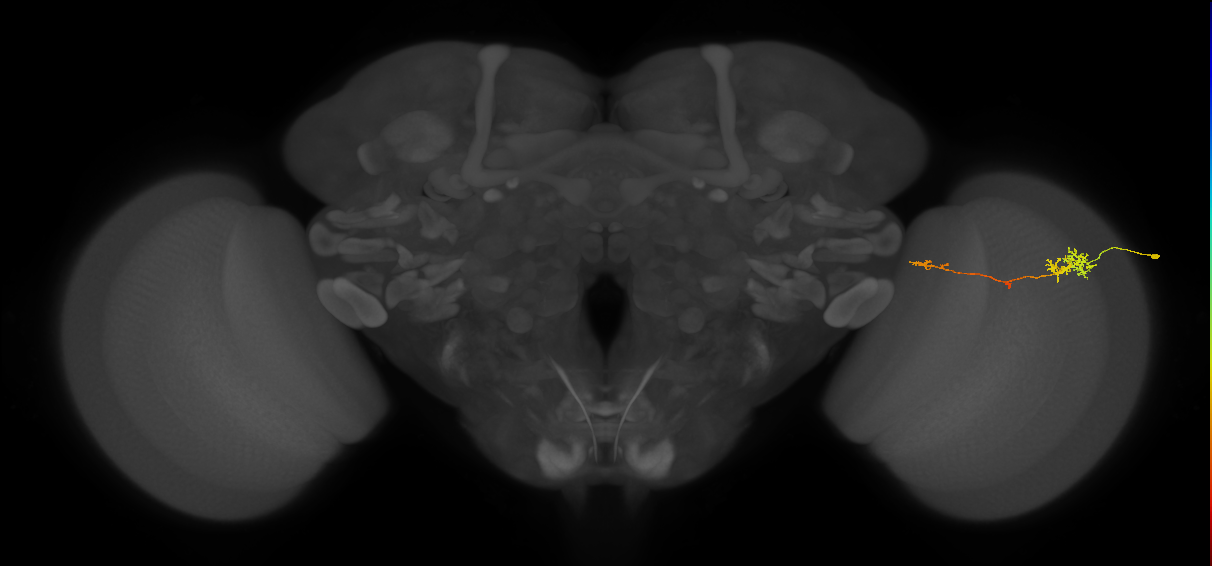 TmY10_R (MaleCNS:145954)
