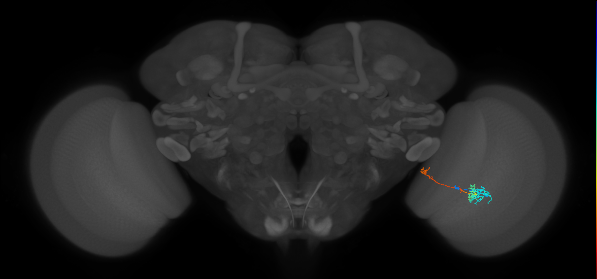TmY10_R (MaleCNS:65338)