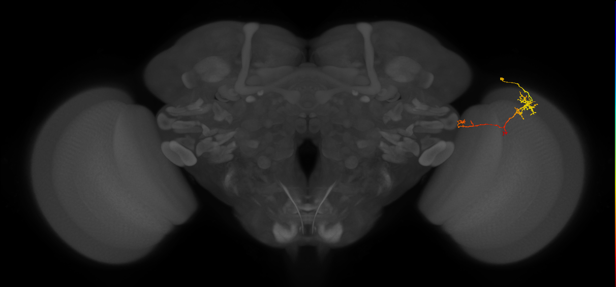 TmY10_R (MaleCNS:90082)