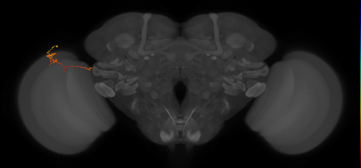TmY10_L (MaleCNS:88053)