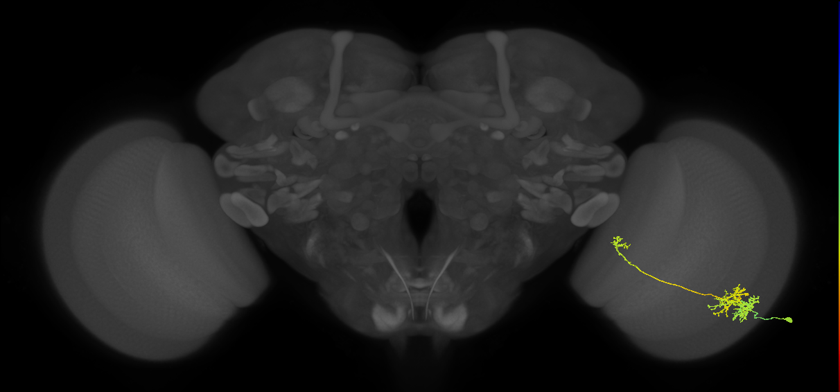 TmY10_R (MaleCNS:38031)