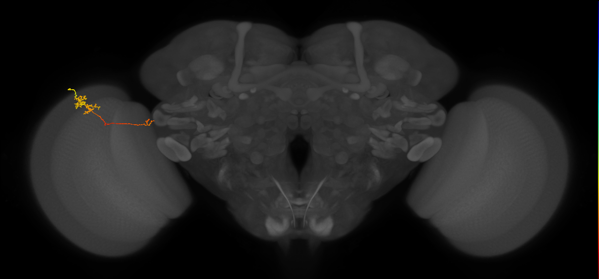 TmY10_L (MaleCNS:104129)