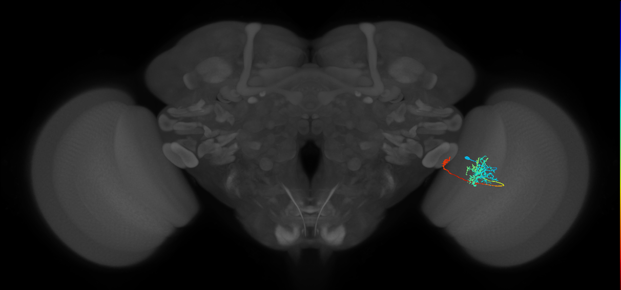 TmY10_R (MaleCNS:62997)