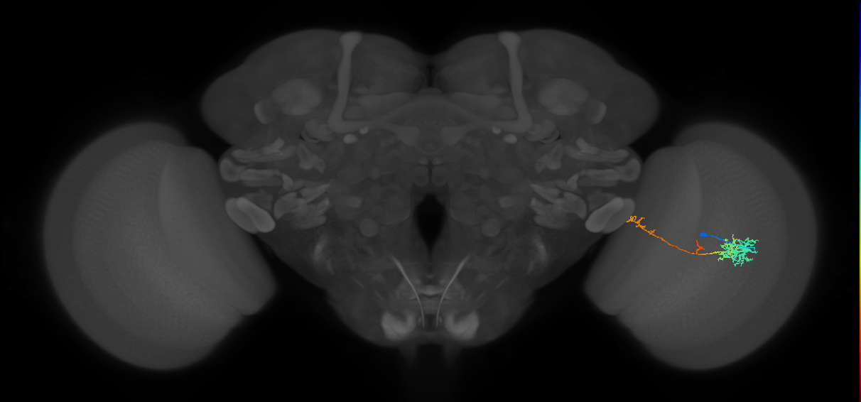TmY10_R (MaleCNS:554383)