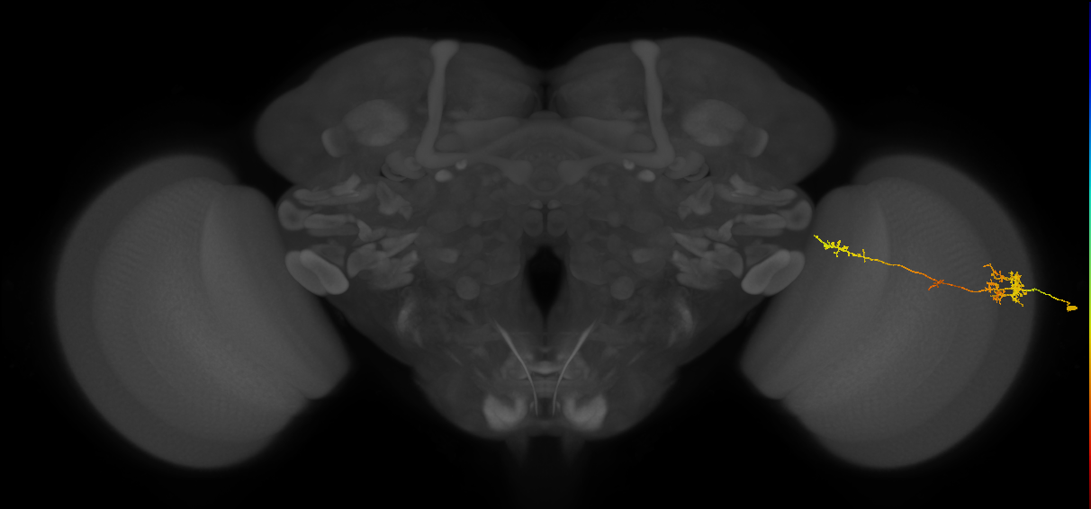 TmY10_R (MaleCNS:86534)