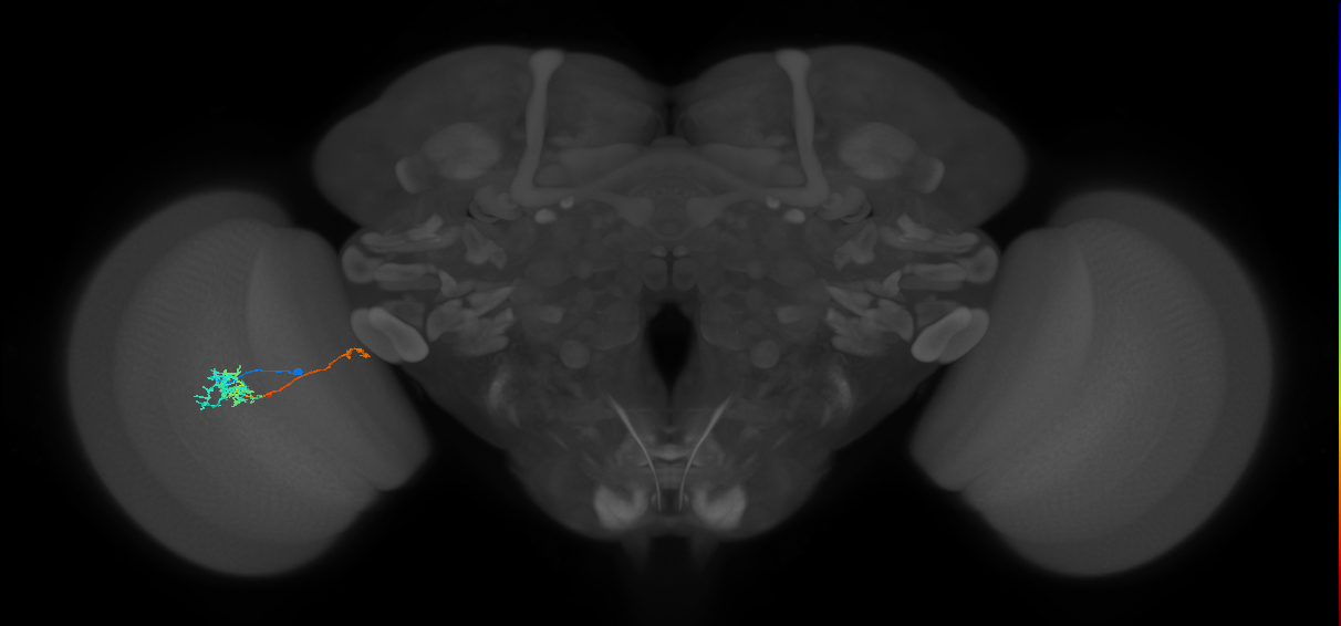 TmY10_L (MaleCNS:512440)