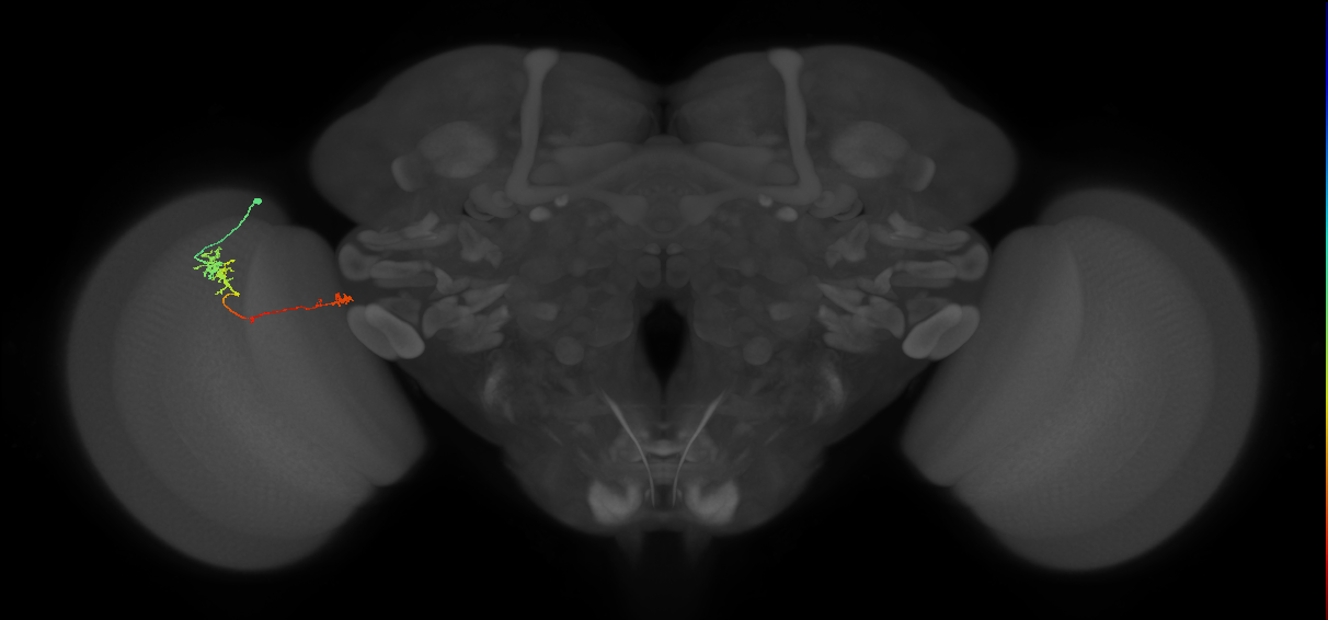 TmY10_L (MaleCNS:537914)