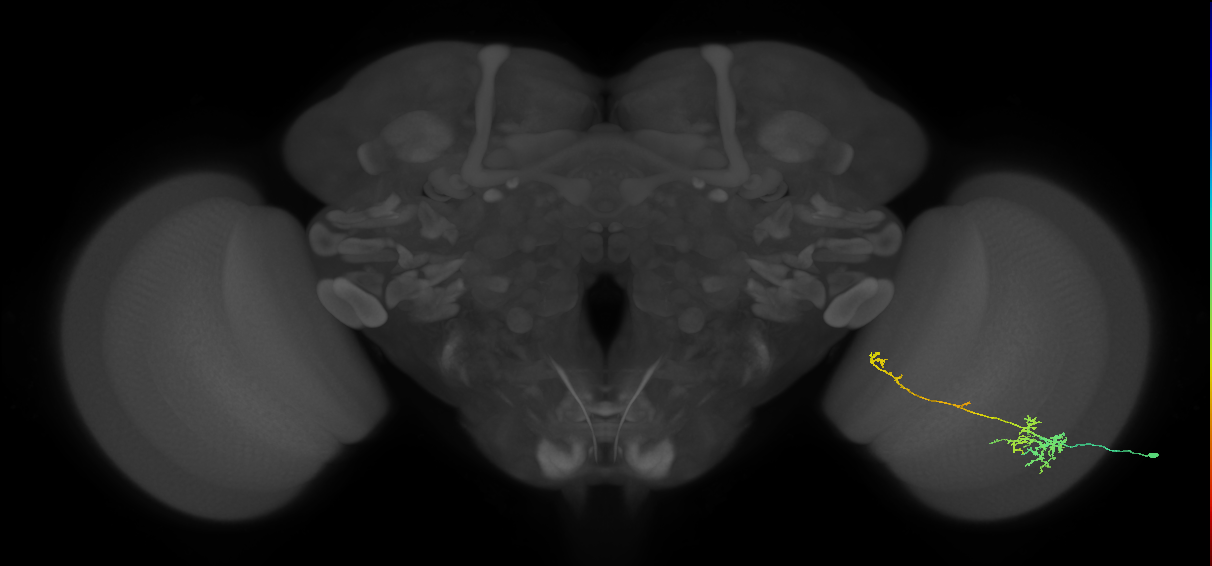 TmY10_R (MaleCNS:52459)